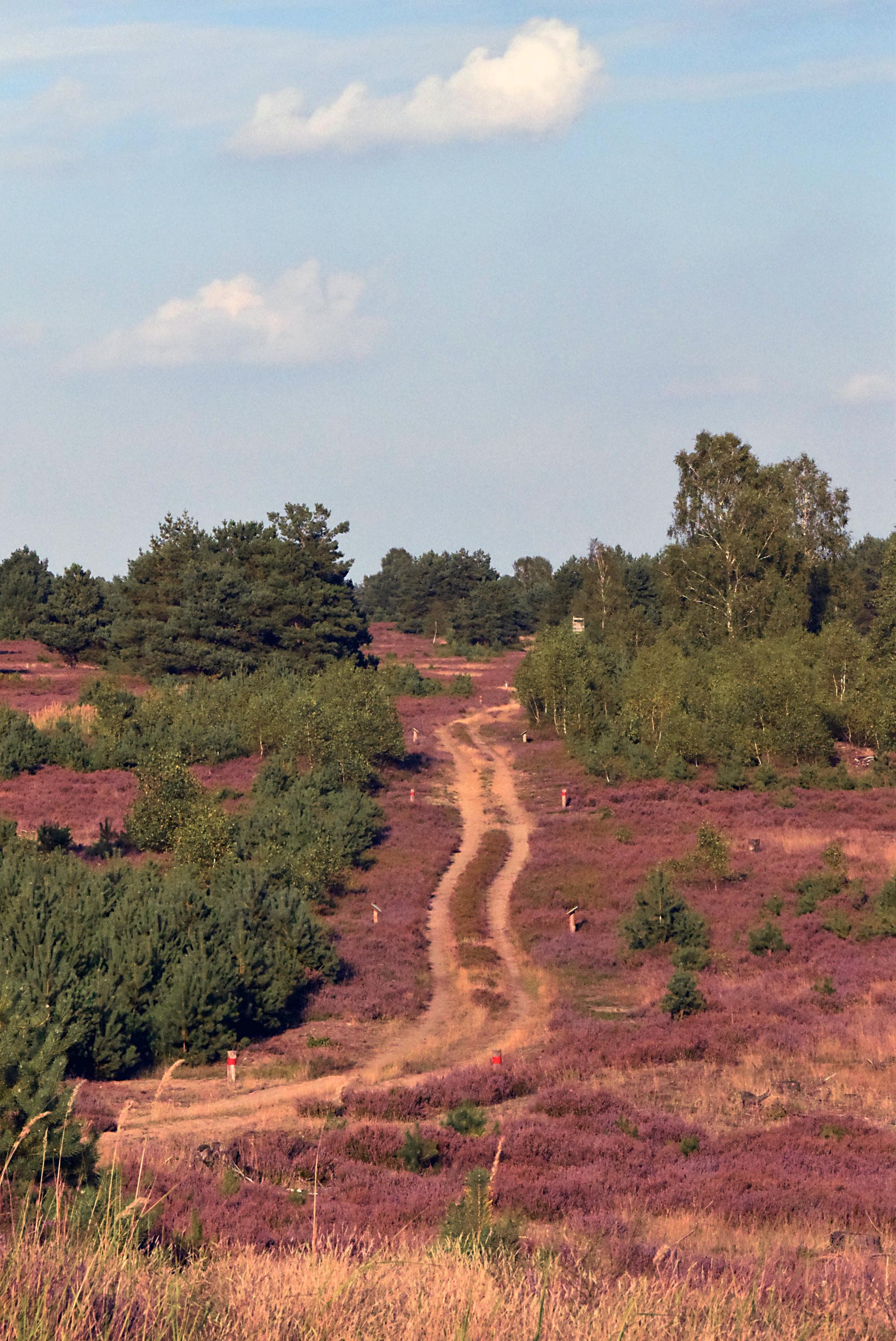 Heideblüte Blühende Heidelandschaft. In der Mitte befindet sich ein Weg.