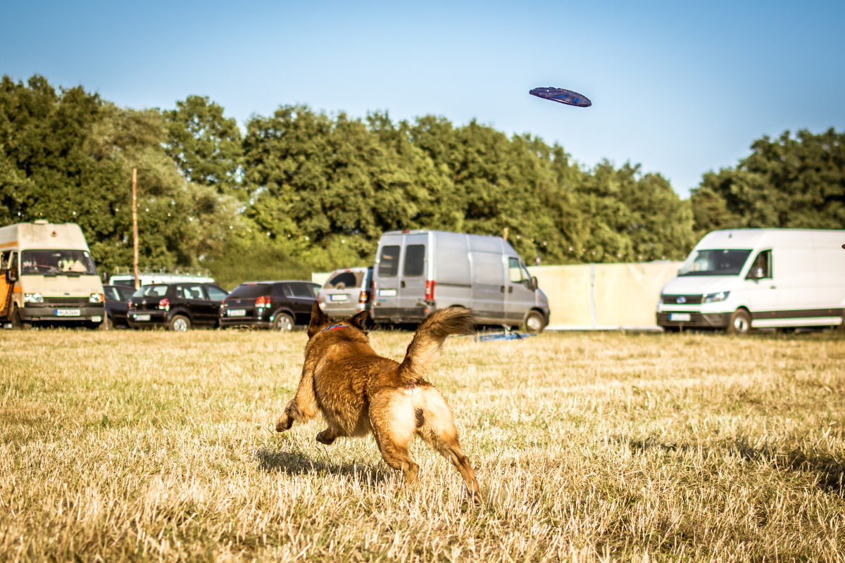 Ein Hund läuft über den Campingplatz, um eine fliegende Frisbeescheibe zu fangen. Der Hund ist von hinten zu sehen. IM Hintergrund stehen einige Wohnmobile.