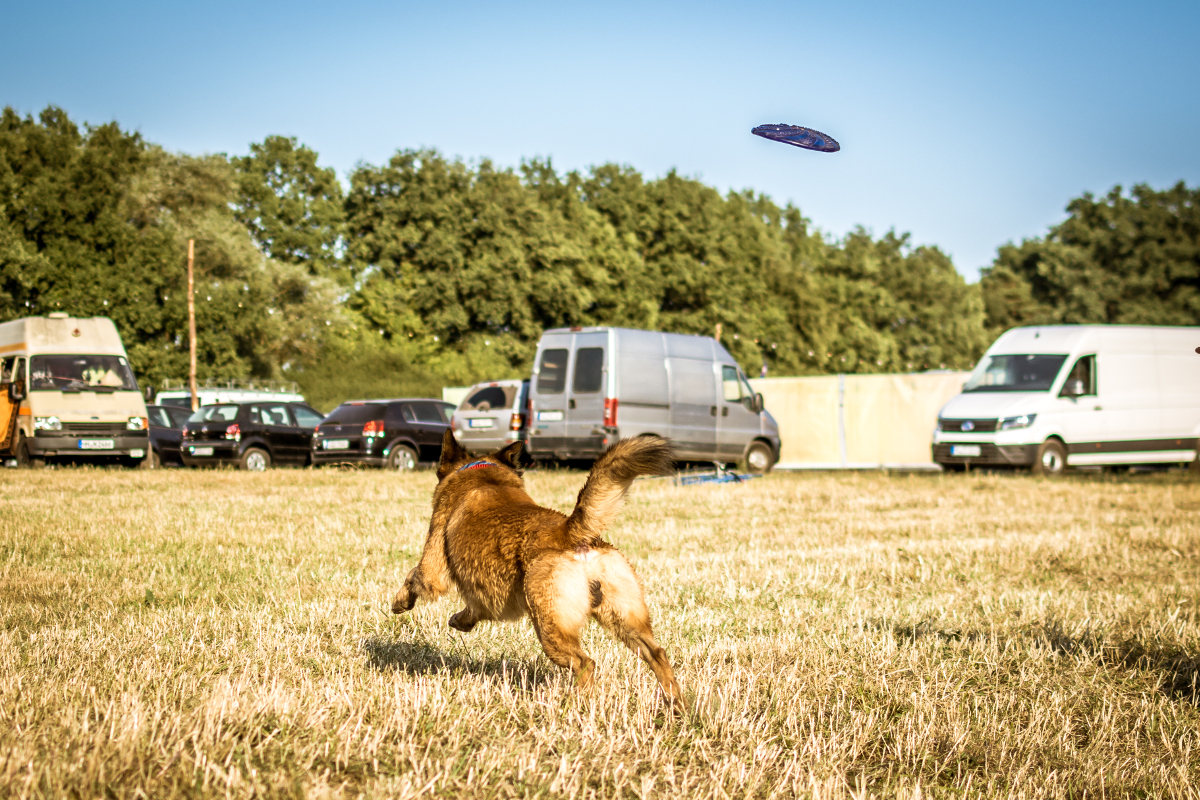 Hundecamping Ein Hund läuft über den Campingplatz, um eine fliegende Frisbeescheibe zu fangen. Der Hund ist von hinten zu sehen. IM Hintergrund stehen einige Wohnmobile.