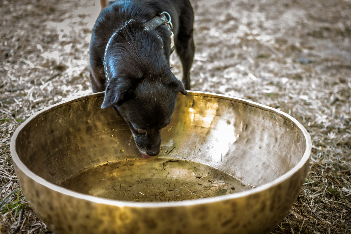 hund-gongschale Ein schwarzer Hund trinkt das wasser aus einer messingfarbenen Klangschale.